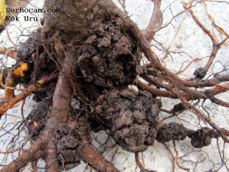 Kök Uru Hastalığı (Agrobacterium Tumefaciens) Kök Uru Hastalığı (Agrobacterium Tumefaciens)