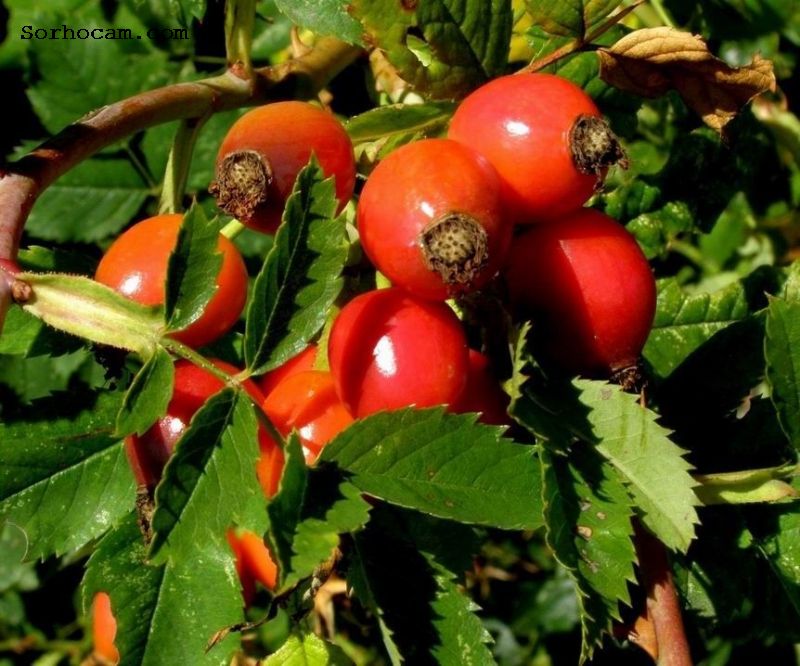 Kuşburnu Yetiştiriciliği Nasıl Yapılır? Kuşburnu Yetiştiriciliği Nasıl Yapılır?
