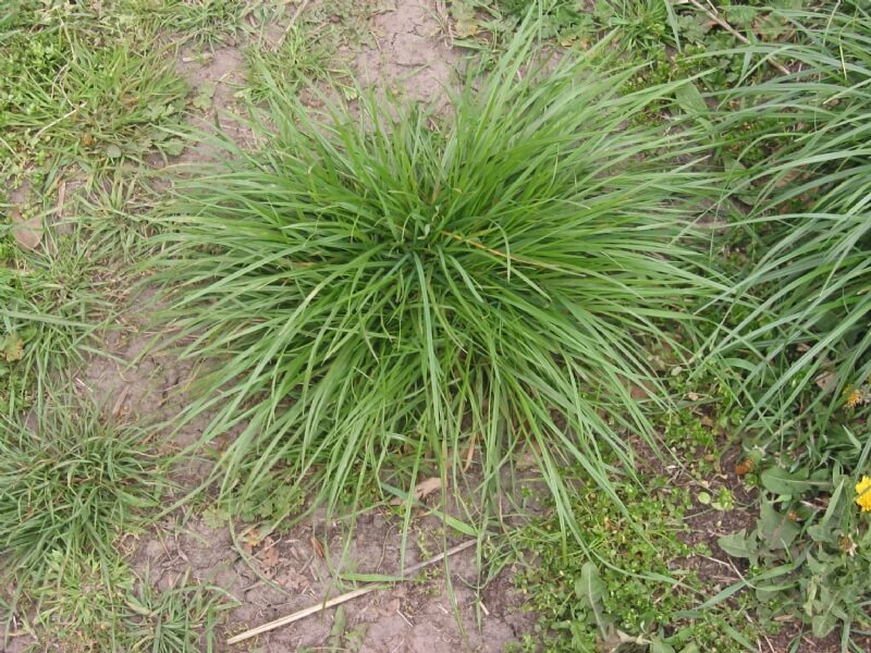 Lolium Perenne L. (İngiliz Çimi) Lolium Perenne L. (İngiliz Çimi)