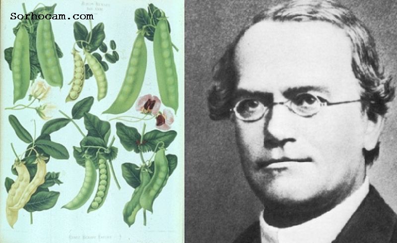 Gregor Mendel Kimdir?