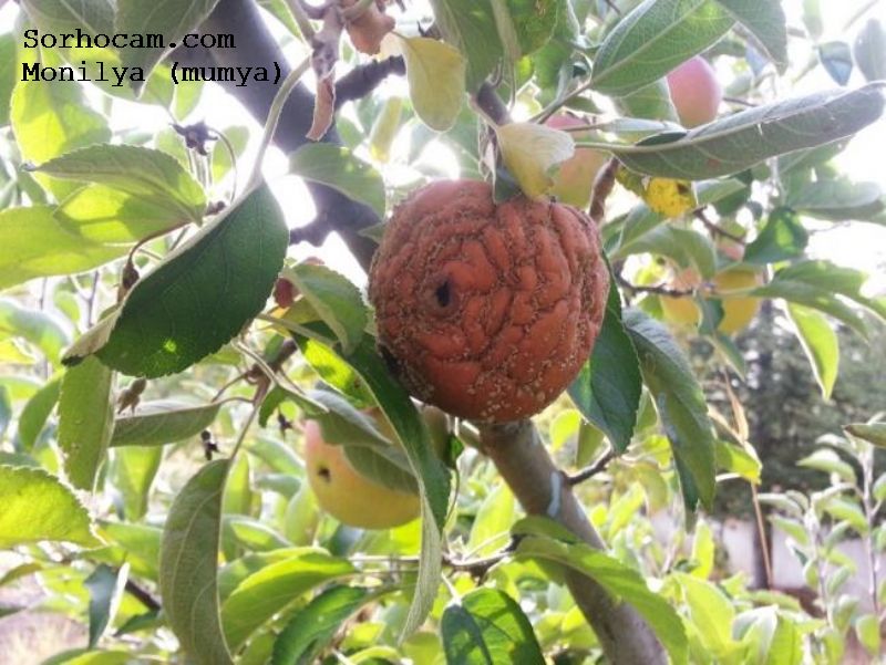 Meyve Ağaçlarında Monilya Hastalığı (Sclerotinia Laxa Aderh Et Ruhl.)