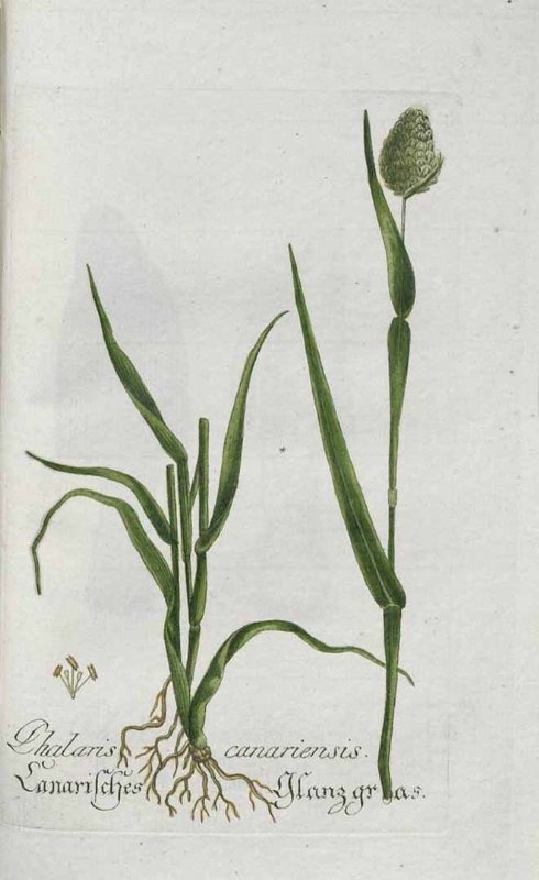 Phalaris Canariensis L. (Uzun Başaklı Kuş Yemi) Phalaris Canariensis L. (Uzun Başaklı Kuş Yemi)