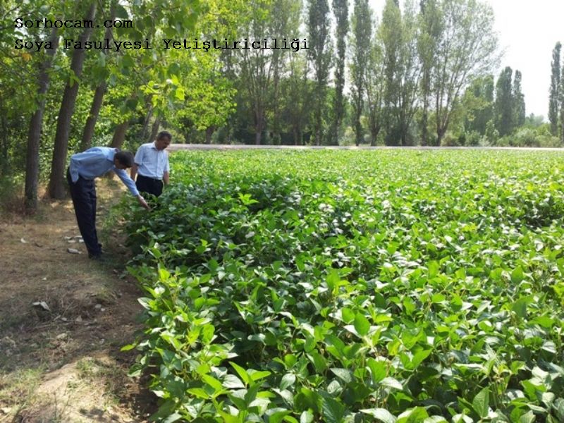 Soya Fasulyesi Yetiştiriciliği ile ilgili görsel sonucu