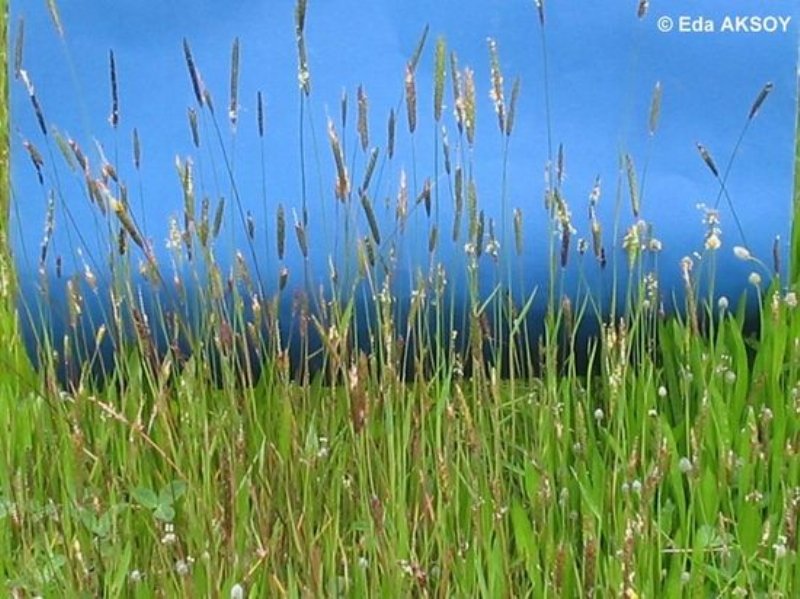 Alopecurus Myosuroides Huds. (Tilki Kuyruğu) Alopecurus Myosuroides Huds. (Tilki Kuyruğu)
