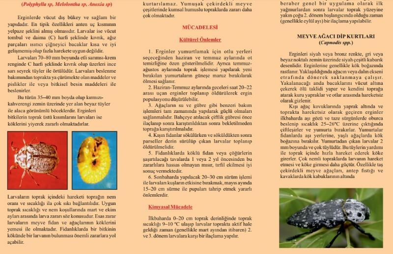 Toprakaltı Zararlıları Nelerdir ? (Polyphylla spp. Melolontha spp. Anoxia spp.) Toprakaltı Zararlıları Nelerdir ? (Polyphylla spp. Melolontha spp. Anoxia spp.)