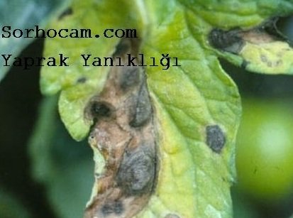 Yaprak Yanıklığı Hastalığı (Alternaria Cucumerina) Yaprak Yanıklığı Hastalığı (Alternaria Cucumerina)