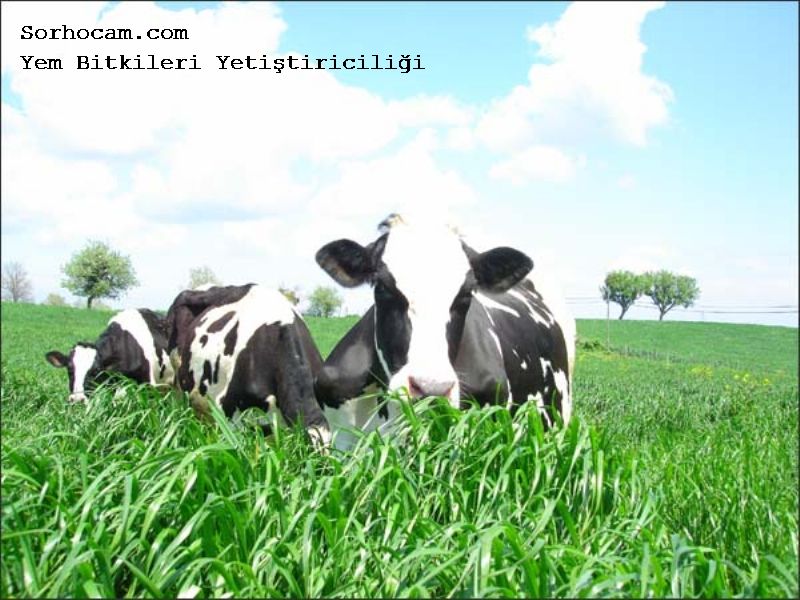Yem Bitkileri Pdf Yem Bitkileri Pdf