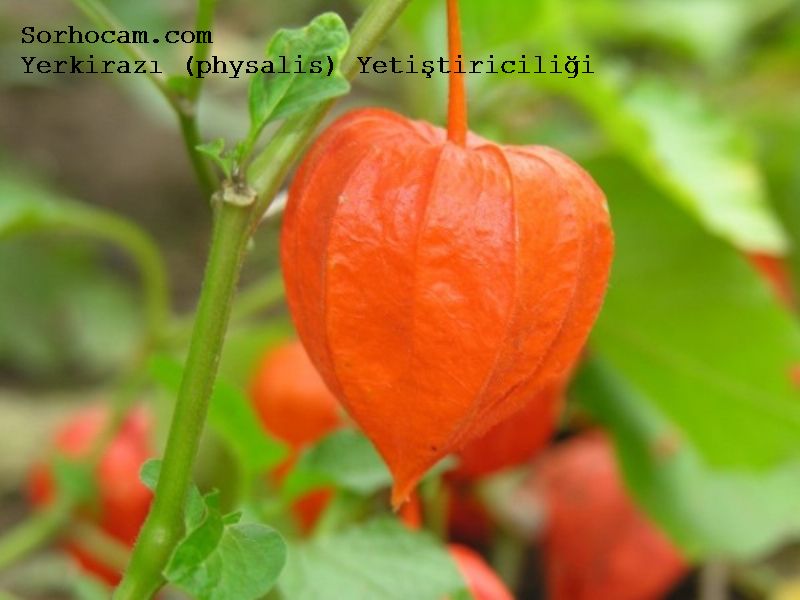 Yerkirazı (Physalis) Yetiştiriciliği Nasıl Yapılır? Yerkirazı (Physalis) Yetiştiriciliği Nasıl Yapılır?