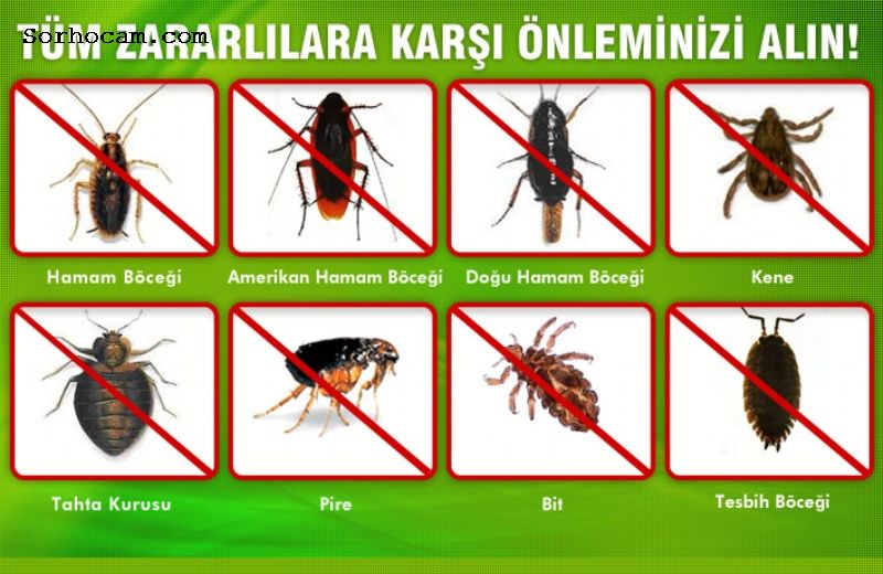 Yürüyen Haşere Kontrolü Nasıl Yapılır? Yürüyen Haşere Kontrolü Nasıl Yapılır?