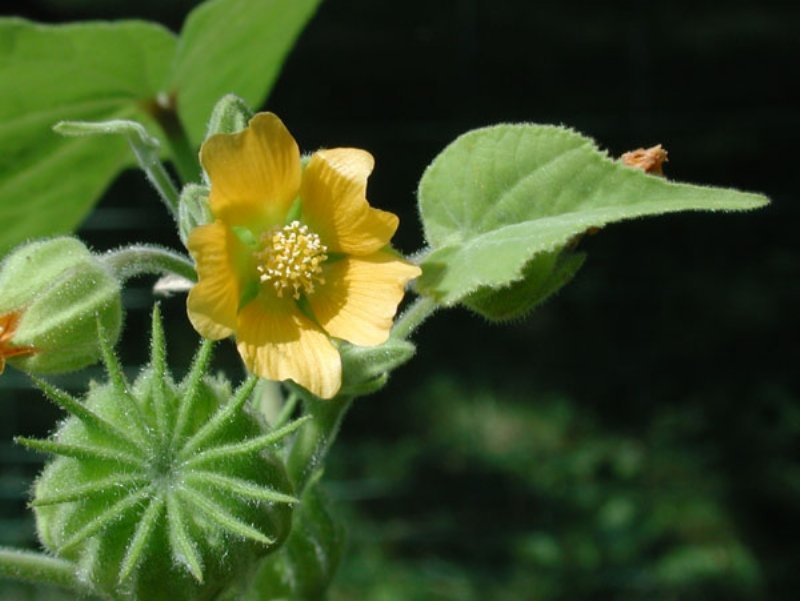 Abutilon Theophrastii Medik. (Hint Keneviri) Abutilon Theophrastii Medik. (Hint Keneviri)
