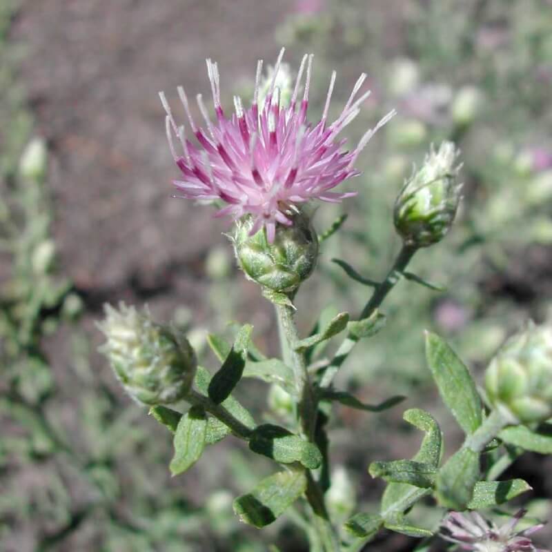 Acroptilon Repens (l.) Dc (Kekre, Acımık) Otu Acroptilon Repens (l.) Dc (Kekre, Acımık) Otu