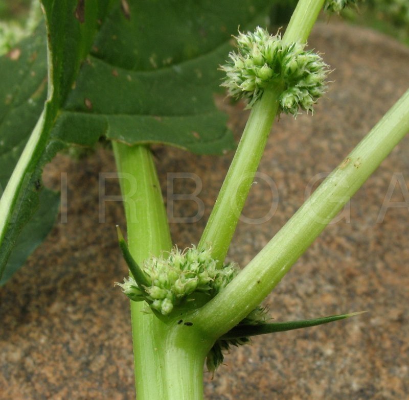 Amaranthus Spinosus L. (Dikenli Horoz İbiği) Otu Amaranthus Spinosus L. (Dikenli Horoz İbiği) Otu