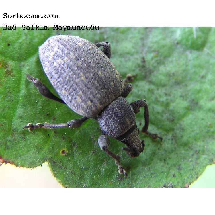 Bağ Salkım Maymuncuğu Zararlısı (Strophomorphus Ctenotus) Bağ Salkım Maymuncuğu Zararlısı (Strophomorphus Ctenotus)