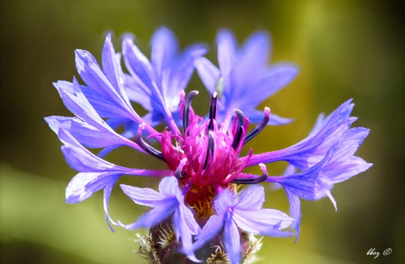 Centaurea Cyanus L. (Mavi Peygamber Çiçeği, Gökbaş) Otu Centaurea Cyanus L. (Mavi Peygamber Çiçeği, Gökbaş) Otu