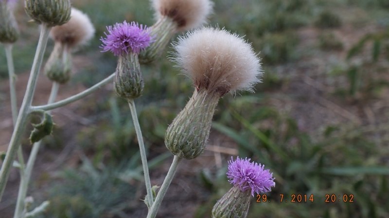 Cirsium Arvense (l.) Scop. (Köy Göçüren) Otu Cirsium Arvense (l.) Scop. (Köy Göçüren) Otu