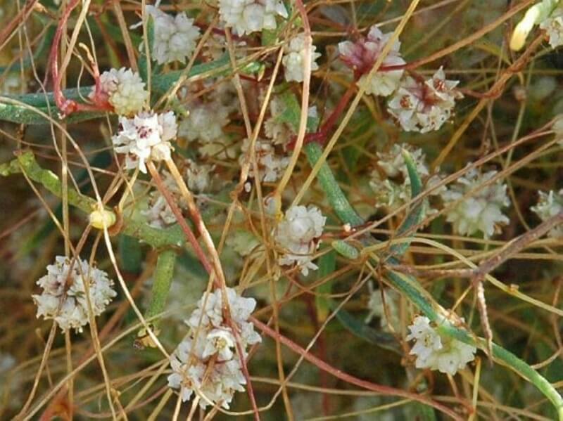 Küçük Tohumlu Yonca Küskütü (Cuscuta Approximata Bab.) Otu Küçük Tohumlu Yonca Küskütü (Cuscuta Approximata Bab.) Otu