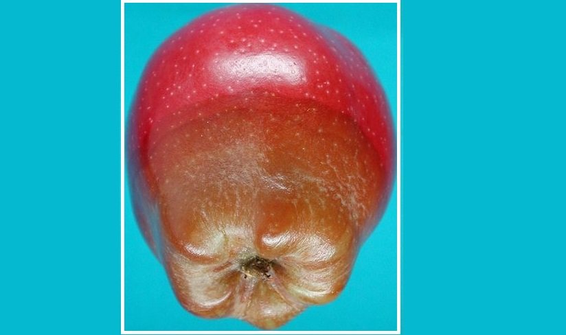 Depolarda Görülen Fungal Bakteriyel Ve Viral Hastalıklar Nelerdir? Depolarda Görülen Fungal Bakteriyel Ve Viral Hastalıklar Nelerdir?