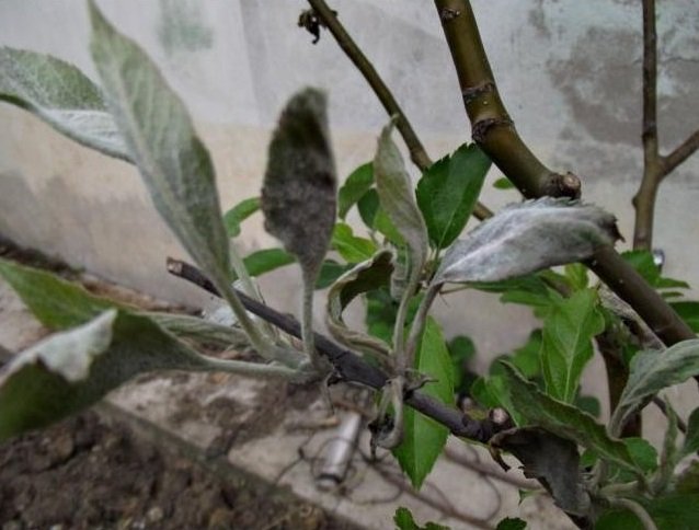 Elma Küllemesi Hastalığı (Podosphaera Leucotricha) Elma Küllemesi Hastalığı (Podosphaera Leucotricha)