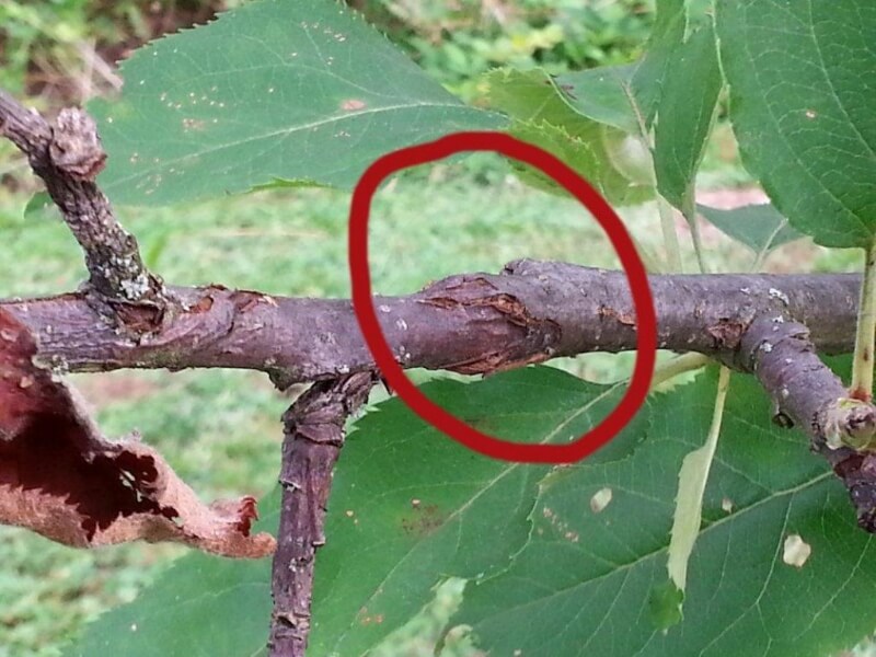 Fındık Dal Kanseri ile ilgili görsel sonucu