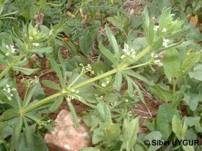 Galium Aparine L. (Yapışkan Otu, Dil Kanatan) Otu Galium Aparine L. (Yapışkan Otu, Dil Kanatan) Otu
