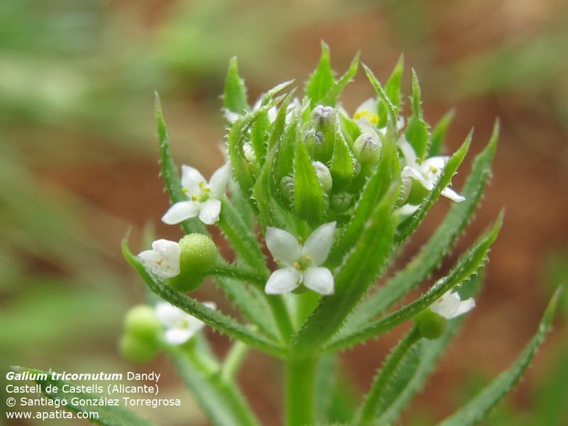 Galium Tricornutum Dandy. (Boynuzlu Yoğurt Otu) Otu Galium Tricornutum Dandy. (Boynuzlu Yoğurt Otu) Otu