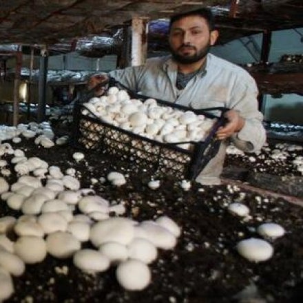 Kültür Mantarı Yetiştirme Yerleri | Bodrum Ve Kilerlerde Mantar Üretim
