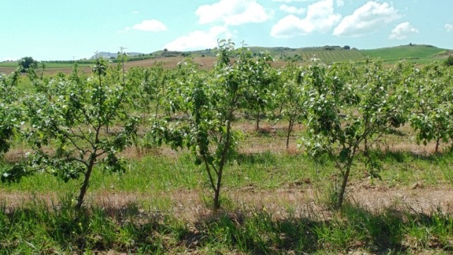 Elma Ağaçlarında Periyodisite (Alternans) Elma Ağaçlarında Periyodisite (Alternans)