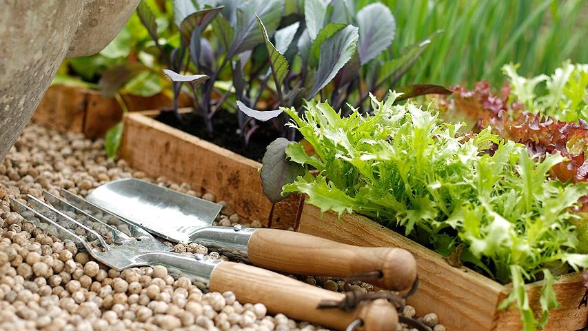 Sebzelerde Ekim, Dikim Ve Hasat Zamanları | Geniş Kapsamlı Takvimi Sebzelerde Ekim, Dikim Ve Hasat Zamanları | Geniş Kapsamlı Takvimi