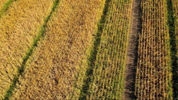 Mısır Hastalıkları Ve Zararlıları: Tanımı, Belirtileri Ve Mücadelesi Mısır Hastalıkları Ve Zararlıları: Tanımı, Belirtileri Ve Mücadelesi