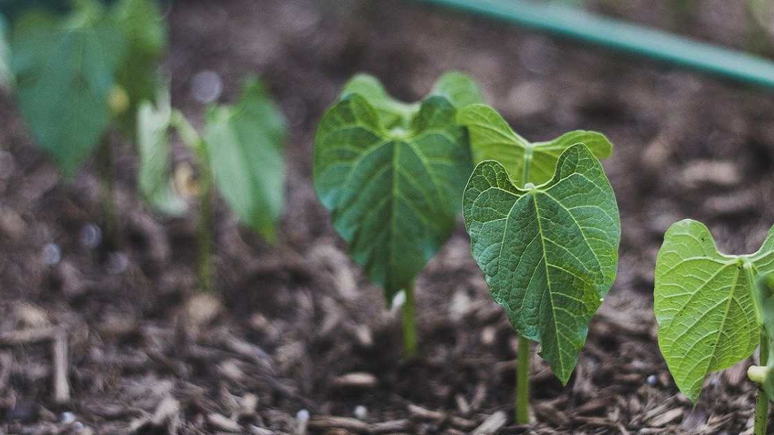 Fasulye Nedir, Nasıl Yetiştirilir? | Fasulye Ekim, Bakım Ve Hasat