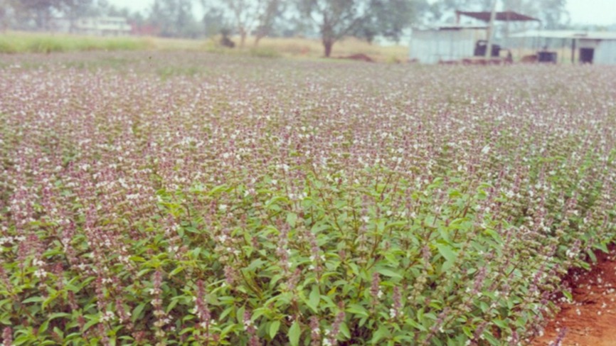 Fesleğen Nedir, Nasıl Yetiştirilir? | Fesleğen Ekim, Bakım Ve Hasat