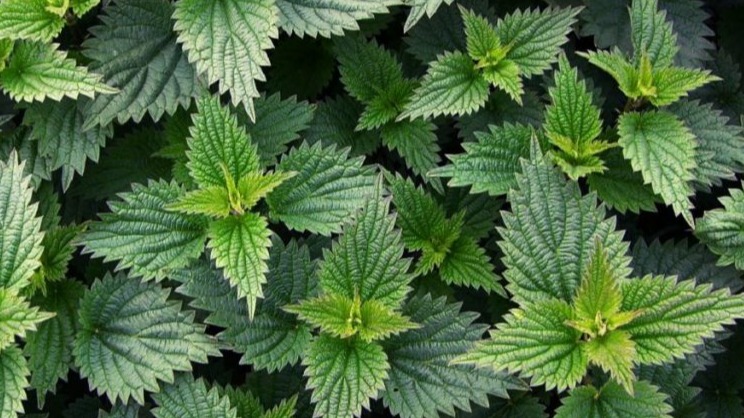 Isırgan Otu Nedir, Nasıl Yetiştirilir? | Isırgan Yetiştiriciliği