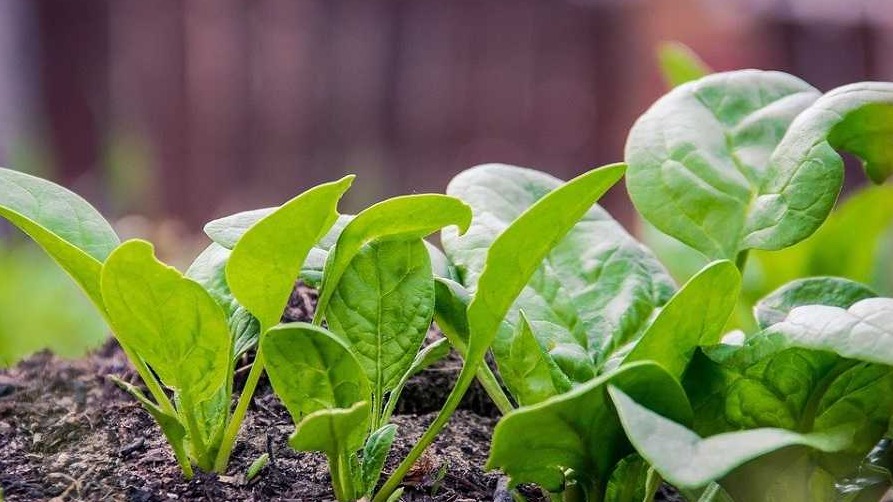 Ispanak Nedir, Nasıl Yetiştirilir? | Ispanak Ekim, Bakım Ve Hasat Ispanak Nedir, Nasıl Yetiştirilir? | Ispanak Ekim, Bakım Ve Hasat