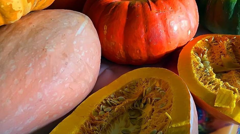 Kabak Nedir, Nasıl Yetiştirilir? | Kabak Ekim, Bakım Ve Hasat Rehberi