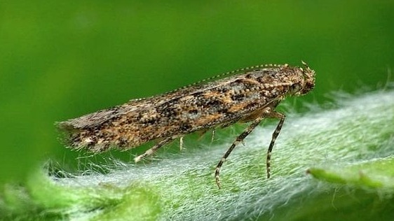 Tuta Absoluta Nedir? Domateste Tuta Zararlısı Ve Etkili Mücadele Yolu