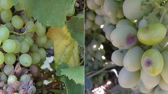 Bağ Zararlısı Salkım Güvesi Nedir? Zararları Ve Çözüm Önerileri