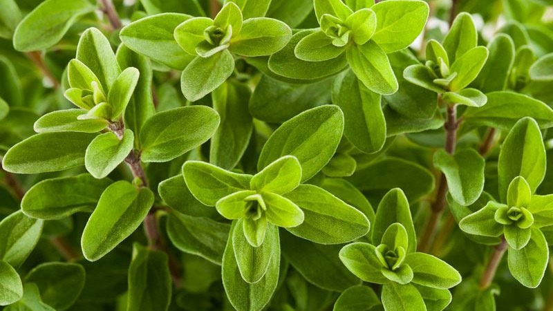 Mercanköşk Nedir? Faydaları Ve Kullanım Alanları Nelerdir?