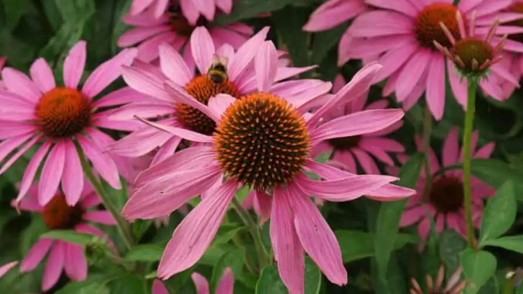 Echinacea Nedir? Faydaları, Zararları Ve Kullanım Şekilleri Nelerdir?