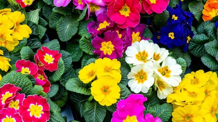 Çuha Çiçeği (Primula Vulgaris): Faydaları, Zararları Ve Kullanımı