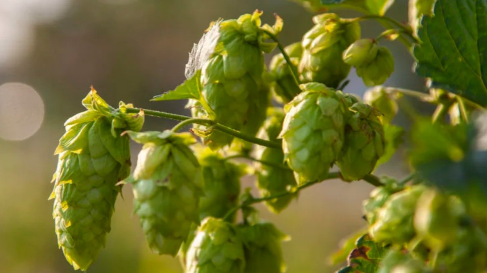 Şerbetçiotu (Humulus Lupulus): Faydaları, Zararları Ve Kullanımı Şerbetçiotu (Humulus Lupulus): Faydaları, Zararları Ve Kullanımı