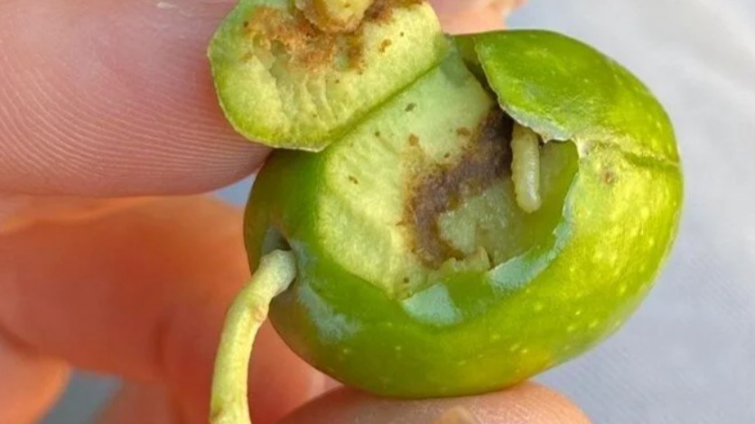 Zeytin Sineği İle Etkili Mücadele Yöntemleri | 2026 Güncel Rehber