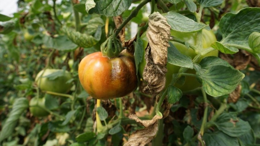 Mildiyö Hastalığı: Bitkilerde Mücadele, Belirtileri Ve Çözüm Yolları