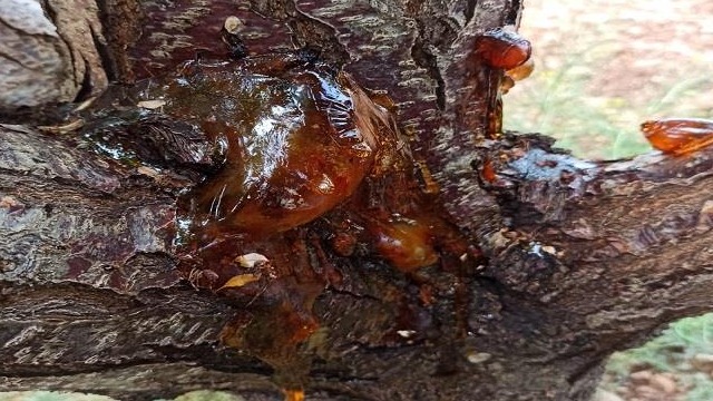 Bakteriyel Kanser Hastalığı: Belirtileri, Nedenleri Ve Mücadelesi