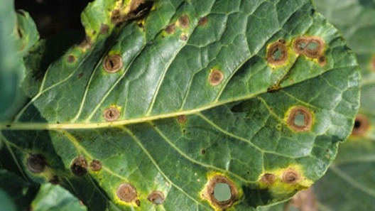 Adi Yaprak Lekesi (Alternaria Yaprak Lekesi) Hastalığı