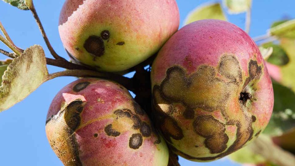 Elma Karaleke Hastalığı: Belirtileri, Yayılma Yolları Ve Mücadelesi