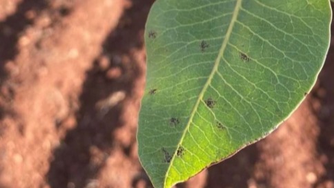 Antep Fıstığında Karazenk Hastalığı: Belirtileri Ve Etkili Mücadelesi Antep Fıstığında Karazenk Hastalığı: Belirtileri Ve Etkili Mücadelesi