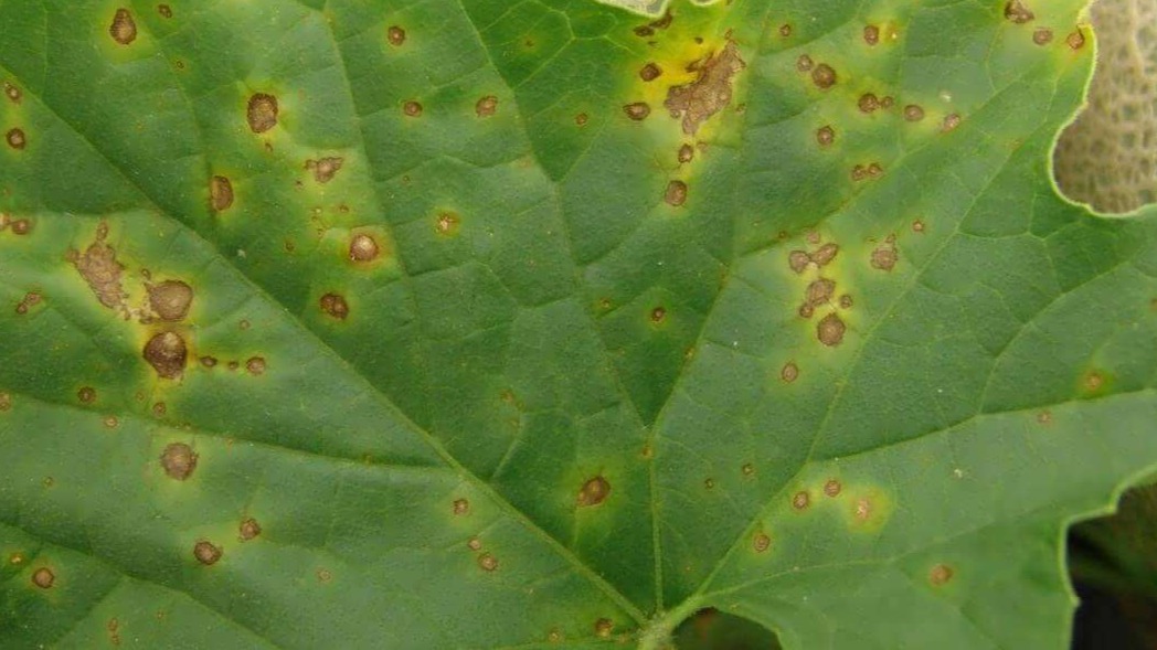 Antraknoz Hastalığı Belirtileri, Nedenleri Ve Mücadele Yöntemleri Antraknoz Hastalığı Belirtileri, Nedenleri Ve Mücadele Yöntemleri