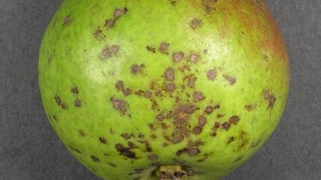 Armut Karaleke Hastalığı Belirtileri, Nedenleri Ve Mücadele Yöntemleri