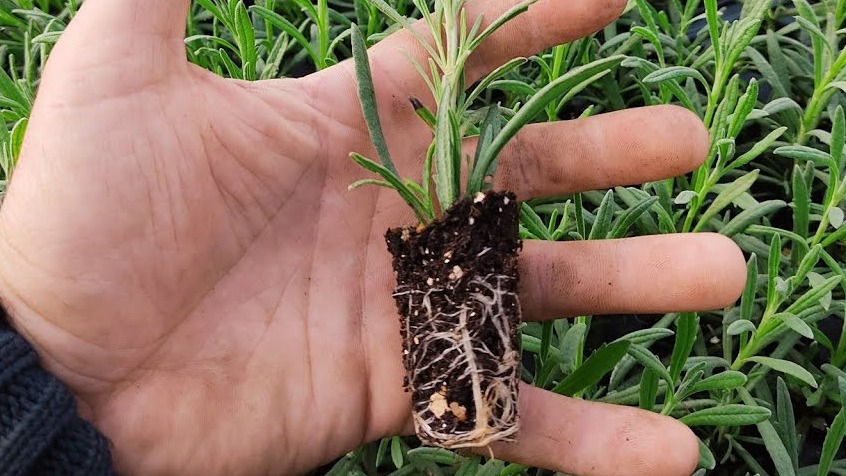 <a title='Bitkilerde Azot, Fosfor Ve Potasyumun Görevlerleri Nelerdir?' href='https://www.sorhocam.com/konu/3192/bitkilerde-azot-fosfor-ve-potasyumun-gorevlerleri-nelerdir'>Bitkilerde</a> Kök Gelişimi İçin Fosforlu Gübrelerin Rolü Bitkilerde Kök Gelişimi İçin Fosforlu Gübrelerin Rolü