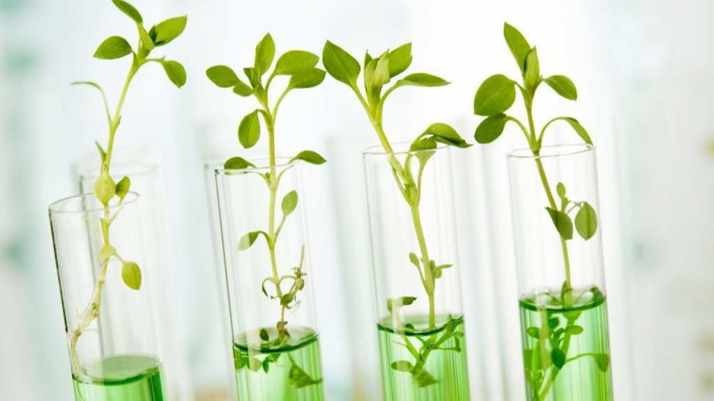 Bitkilerde Doku Kültürü Nasıl Yapılır? Bitkilerde Doku Kültürü Nasıl Yapılır?